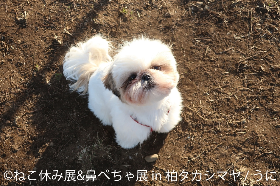 鼻ぺちゃ展 展示作品:うに