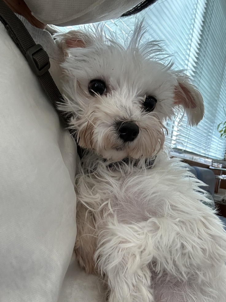 大学病院でのすいちゃん