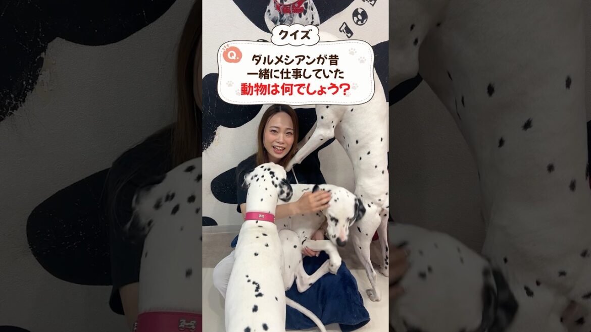 ダルメシアンクイズ🐶みんなは正解できたかな？😊コメントいいね、再投稿シェアお願いします😊#ダルメシアン #ダルメシアンカフェ #犬カフェ #dalmatian #dogslife
