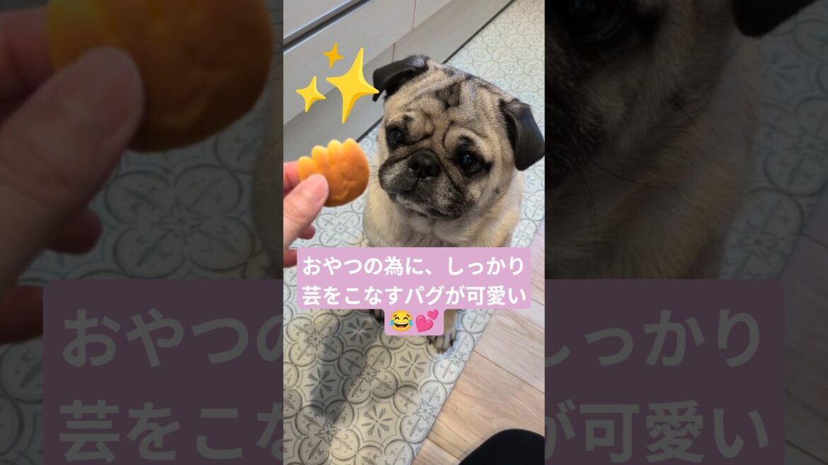 【5/7】おやつの為にしっかり芸をこなすパグw😎✨ #shorts #dog #pug #犬 #パグ #癒し