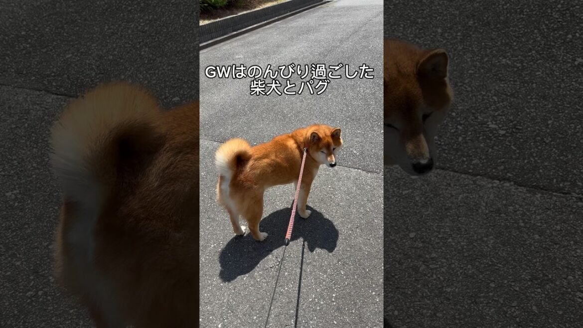 ワンコたちのGW #doggie #柴犬 # #パグ #shibainu #いぬのいる生活 #shiba #pug #犬のいる生活 #doglife #doglove #cutedog #しばいぬ