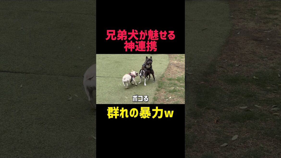 連携技でボストンテリア討伐！#犬 #フレンチブルドッグ #ボストンテリア #犬のいる生活 #犬と遊ぶ #犬好き #犬動画 #多頭飼い #犬の日常 #癒し犬 #犬ショート #バズれ #可愛い犬 #面白い