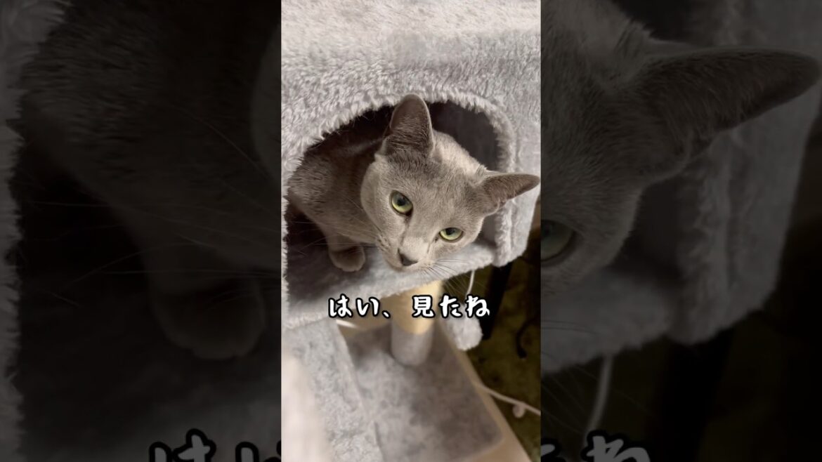はい、見たね #shorts #猫 #ねこ  #cat #ロシアンブルー #猫のいる暮らし #ネコ