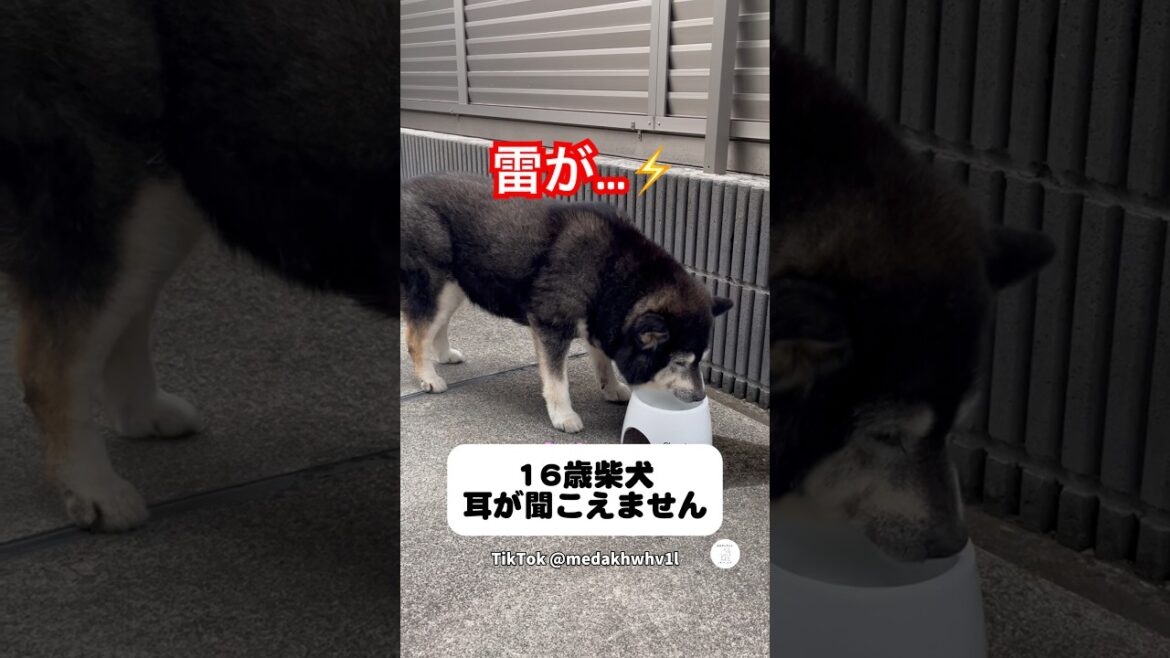 雷鳴ってるよ…散歩に行きたい16歳柴犬 #柴犬 #黒柴 #老犬 #いぬ #犬 雷鳴ってるよ…散歩に行きたい16歳柴犬 #柴犬 #黒柴 #老犬 #いぬ #犬