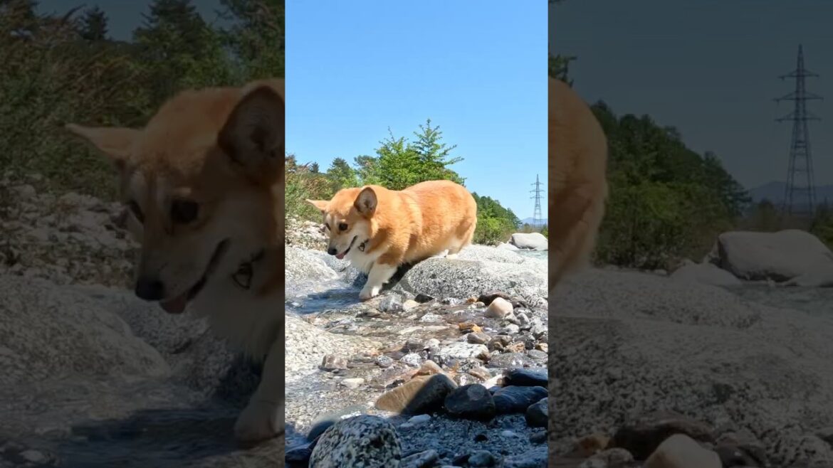 川へ入っていくコーギー / A Corgi making her way into the river. #コーギー #corgi 川へ入っていくコーギー / A Corgi making her way into the river. #コーギー #corgi