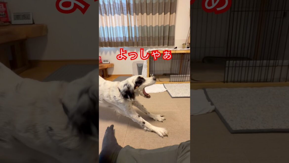 クーちゃん、一番好きな事。#イングリッシュセッター