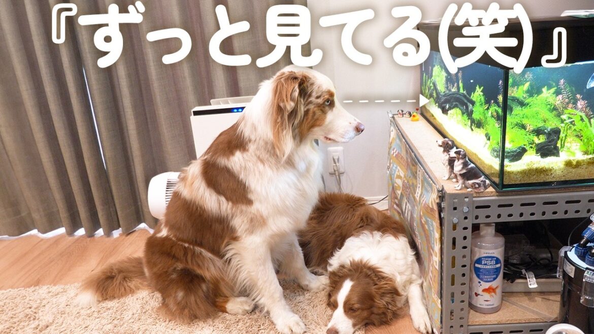 水槽をリニューアルしたら、完全に水族館通いになる犬が可愛すぎた😂🐟【ボーダーコリー・オーストラリアンシェパード】