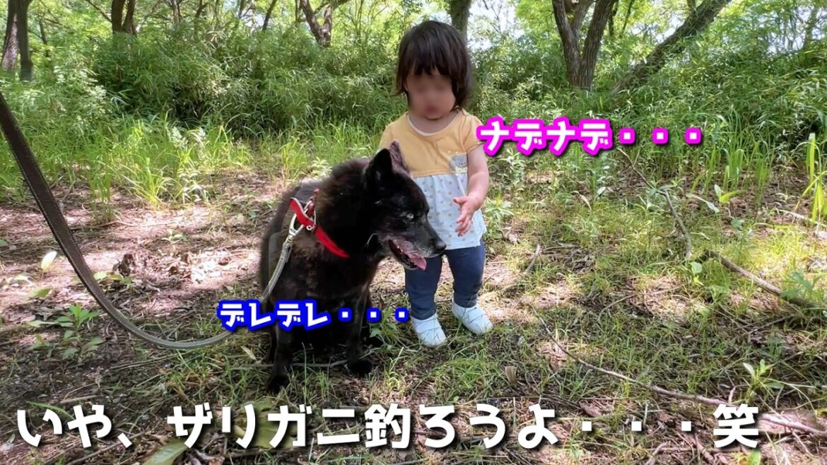 【相思相愛】甲斐犬と家族でザリガニ釣りに行ったら、何故かこうなりました笑 【相思相愛】甲斐犬と家族でザリガニ釣りに行ったら、何故かこうなりました笑