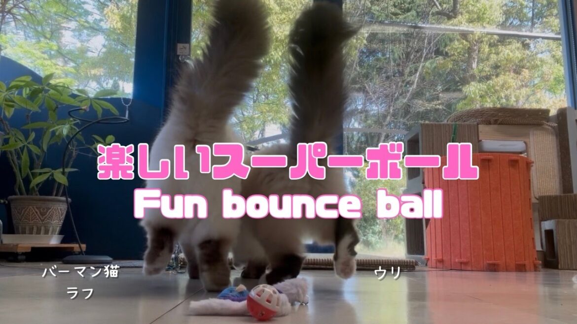 バーマン猫ラフとウリ【楽しいスーパーボール】Fun bounce ball（バーマン猫）Birman/Cat