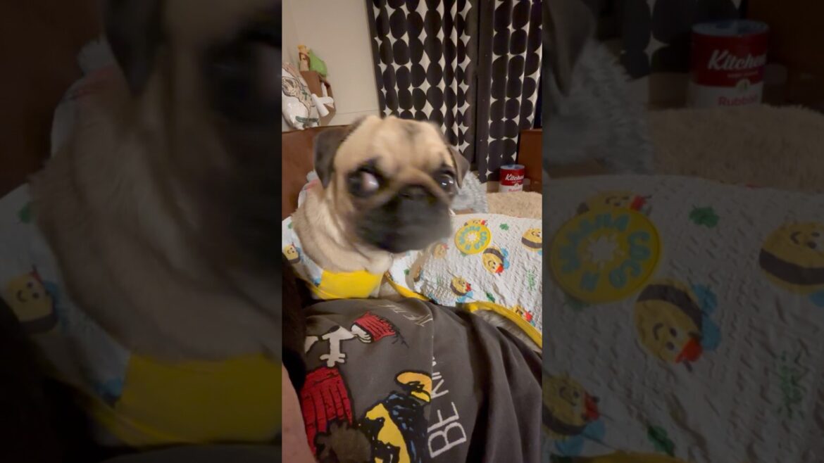 【怪しい】 マイペースな兄パグと番犬気質の妹パグ #パグ #pug #多頭飼い #おまめナッツ #shorts