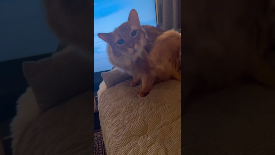 ジメジメした気候でダラダラ気分な猫【ソマリのぷー】#猫 #cat #猫のいる暮らし #猫のいる生活 #ねこ #猫動画 #catvideos #shortvideo #shorts #short