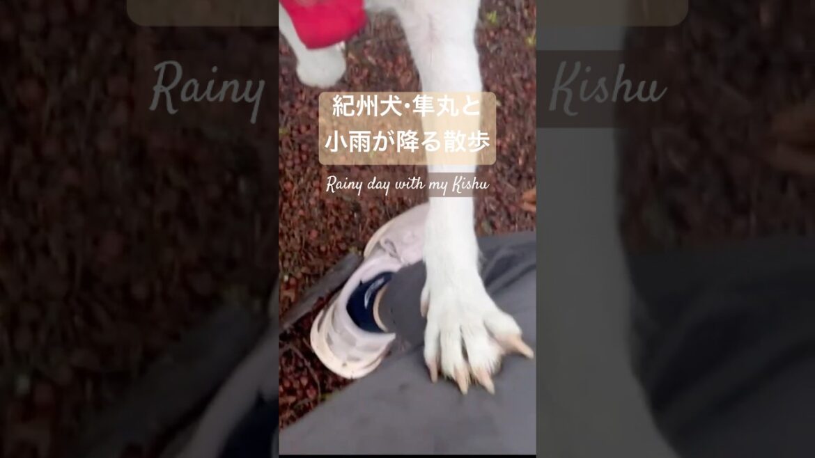 紀州犬・隼丸と小雨が降る散歩｜Walk with Kishu in a Drizzly Day