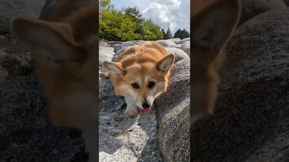 遊び心で川の横を歩くコーギー / A Corgi playfully walking by the river. #corgi #コーギー 遊び心で川の横を歩くコーギー / A Corgi playfully walking by the river. #corgi #コーギー
