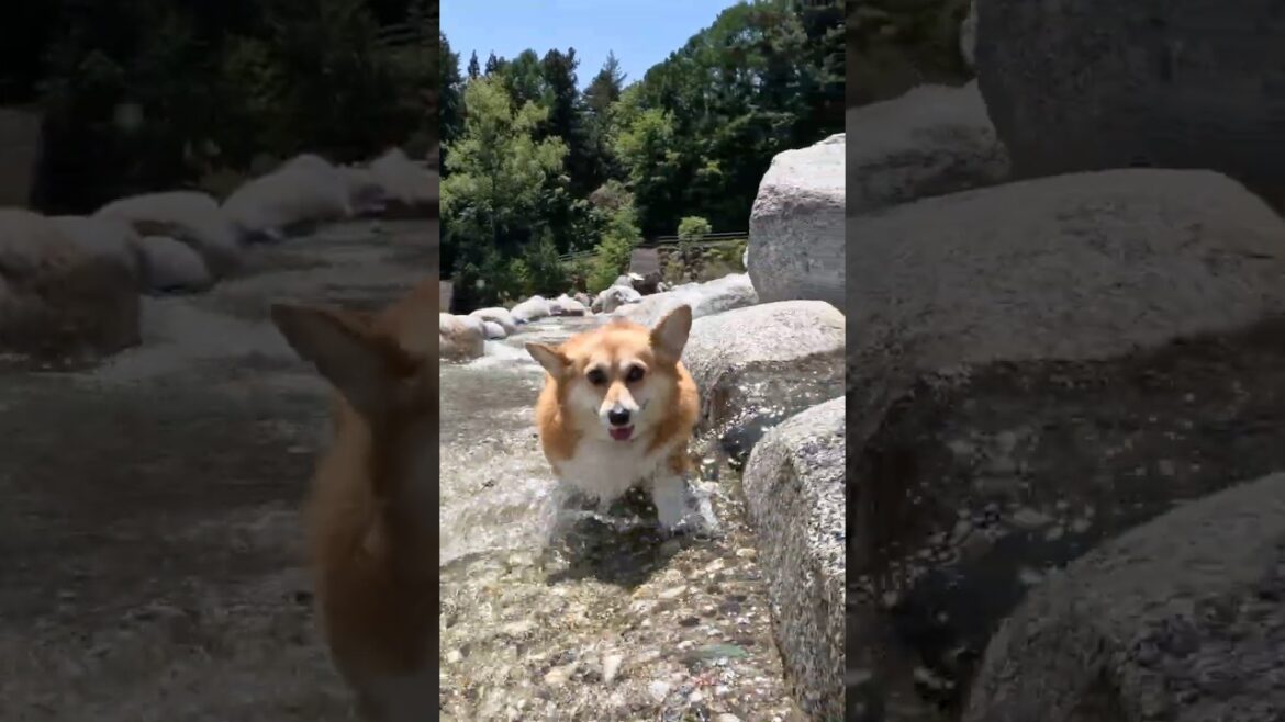 浅い流れを横切るコーギー / A Corgi crossing a shallow stream. #コーギー #corgi 浅い流れを横切るコーギー / A Corgi crossing a shallow stream. #コーギー #corgi