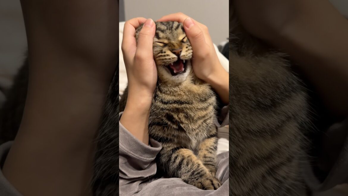 【マズルの歌】大暴れぷりぷりプリンセスを確保…!? #cat #猫 【マズルの歌】大暴れぷりぷりプリンセスを確保...!? #cat #猫