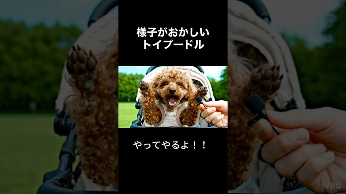 働きたくない1歳2ヶ月のトイプードルてぃあら👑 #トイプードル #toypoodle #ai #犬のいる暮らし #様子がおかしいトイプードル