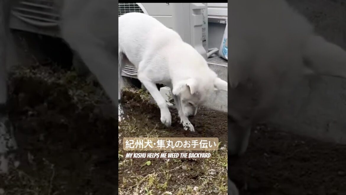 紀州犬・隼丸と雑草取りのお手伝い｜My Kishu (kind of) helped me weed the backyard