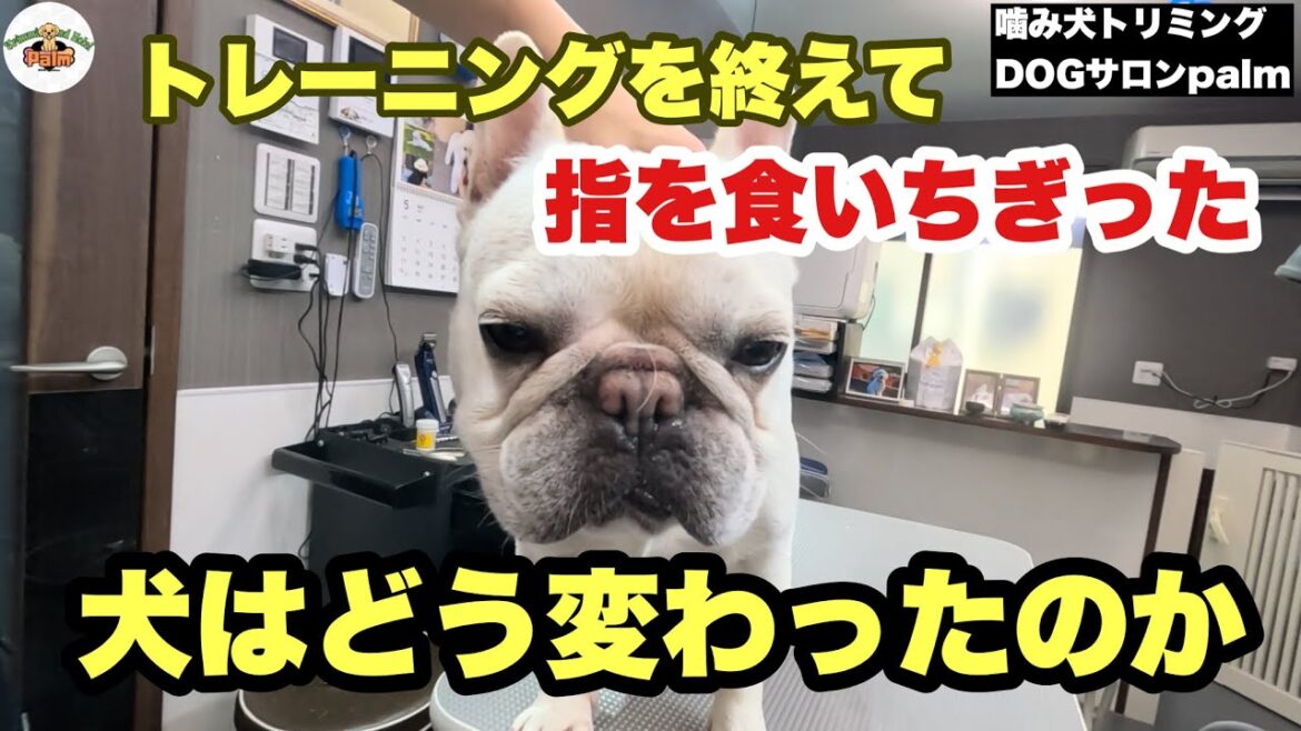 【初来店】家族の指を食いちぎったフレンチブルドッグご来店 【初来店】家族の指を食いちぎったフレンチブルドッグご来店