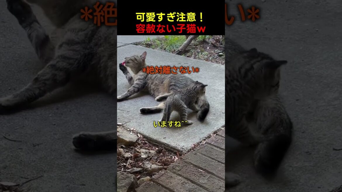 この子猫、執着心がすごすぎるｗ