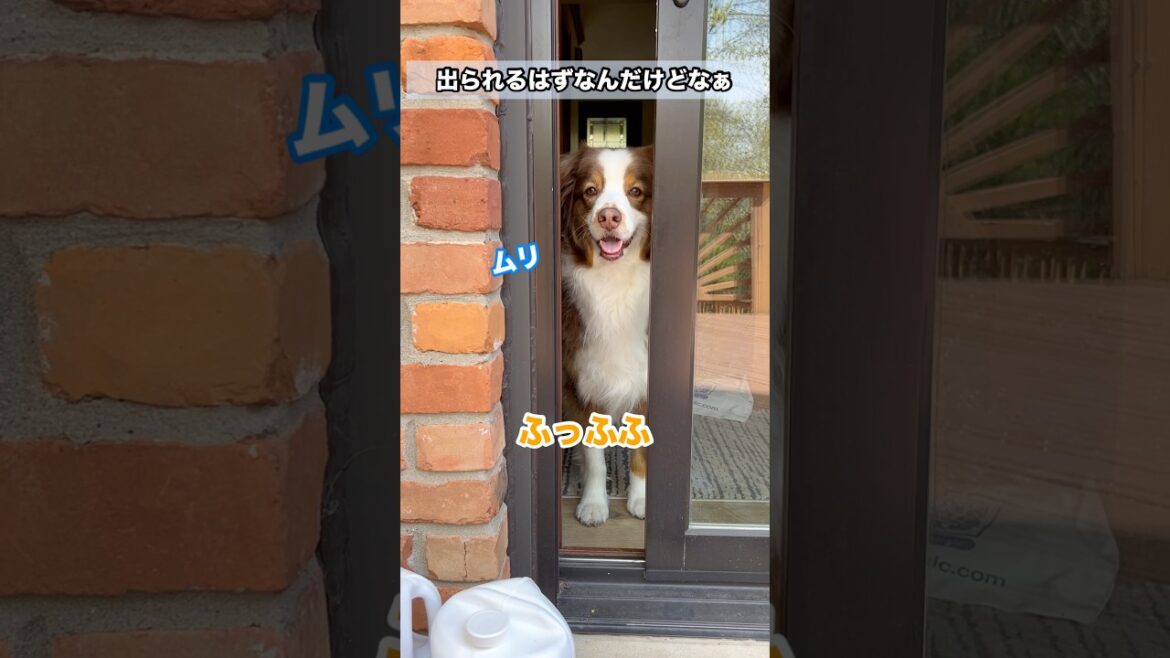 母の目測がテキトーすぎる#オーストラリアンシェパード#かわいい犬 #癒し#大型犬 母の目測がテキトーすぎる#オーストラリアンシェパード#かわいい犬 #癒し#大型犬