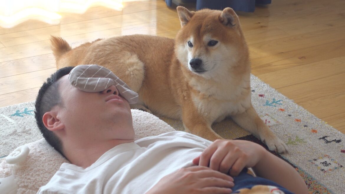 柴犬はパパの異変に気づいた後、様子がおかしくなりました。