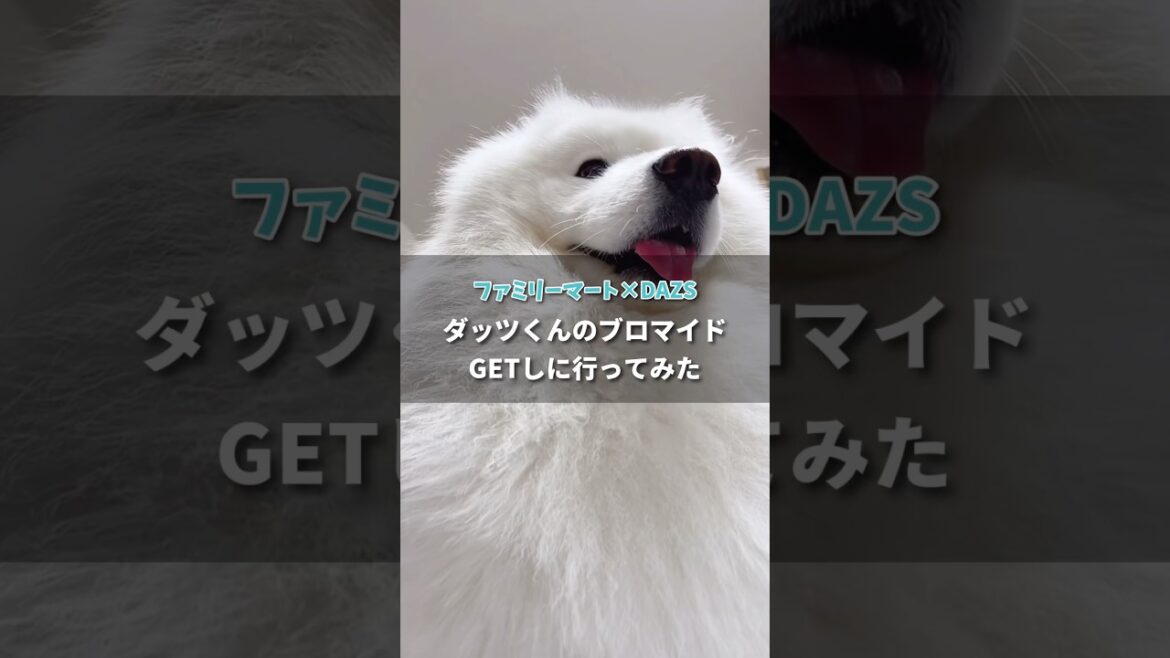 ファミマプリントでダッツブロマイド！5月末まで！ #samoyed #サモエド