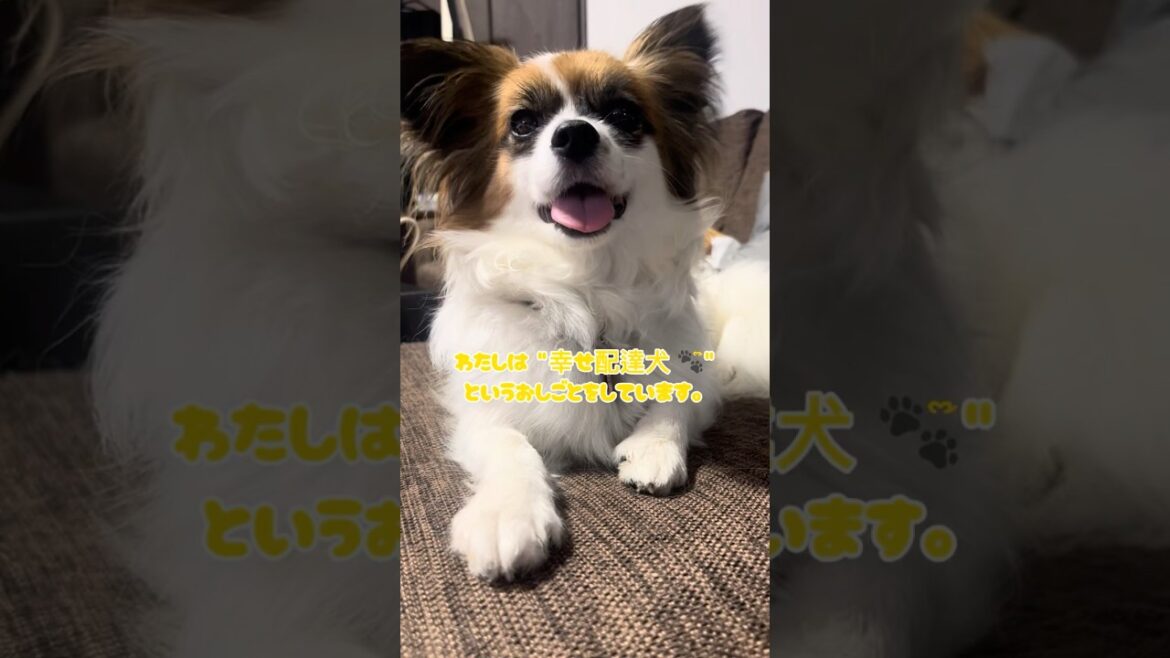 幸せ配達をするパピヨン犬ハナ　#かわいいパピヨン　#可愛いお顔　#ハナちゃん　#パピヨン犬　# papillon dog #犬のお仕事
