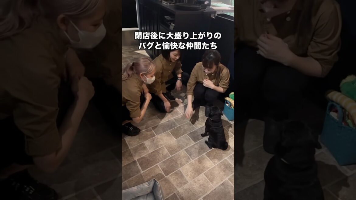 閉店後にえいえいおーで盛り上がるパグと愉快な仲間たちの遊び #パグ #黒パグ #鼻ぺちゃ #shorts 閉店後にえいえいおーで盛り上がるパグと愉快な仲間たちの遊び #パグ #黒パグ #鼻ぺちゃ #shorts