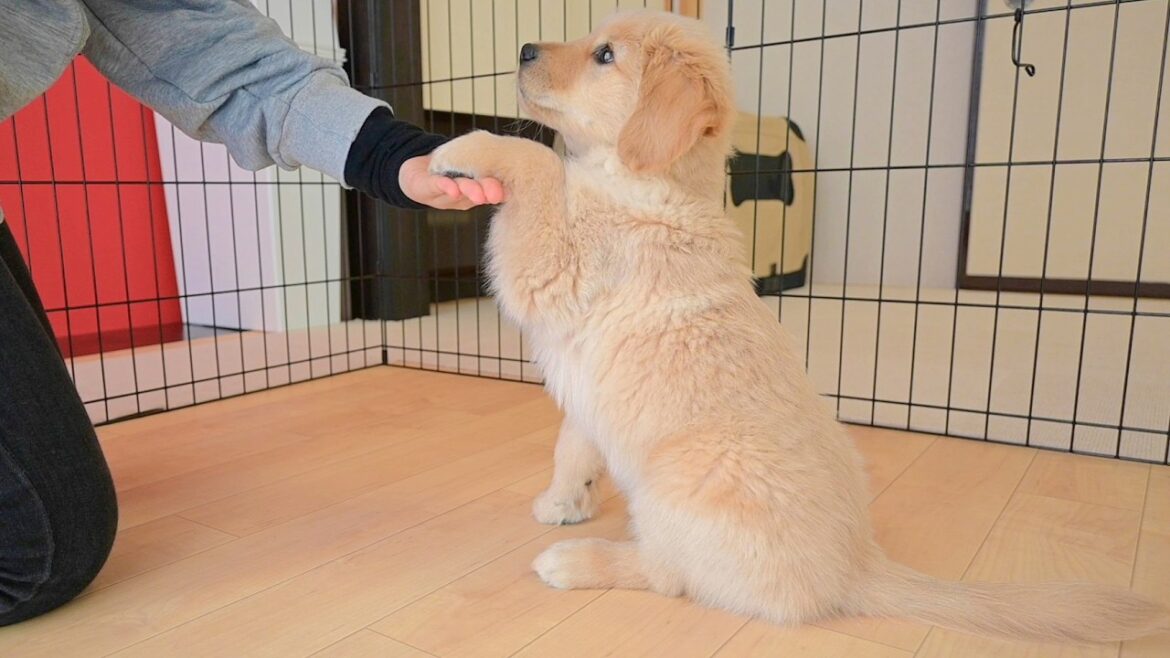 【ゴールデンレトリーバー子犬】【大はしゃぎ】何を言っても全力でお手をしてくるゴルパピ#28 【ゴールデンレトリーバー子犬】【大はしゃぎ】何を言っても全力でお手をしてくるゴルパピ#28