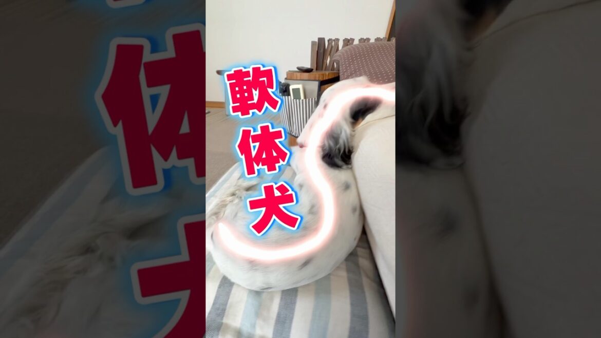 軟体犬　#イングリッシュセッター #今日のワンコ　 #大型犬のいる生活