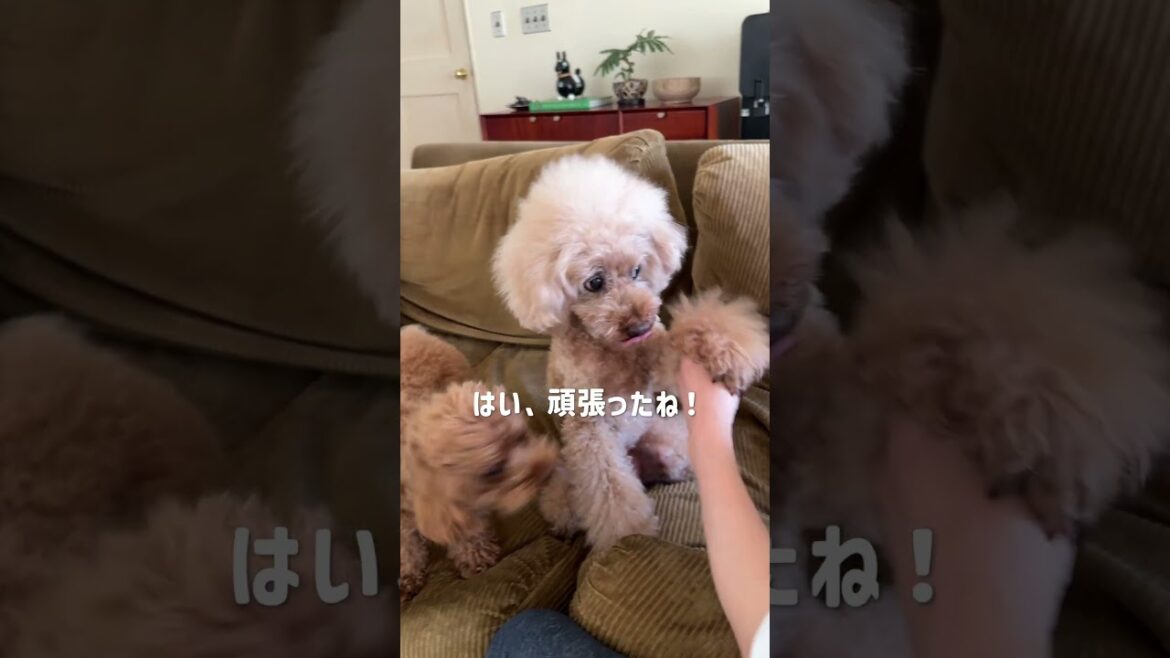 ブラシを見た瞬間、察した犬 #dog #トイプードル