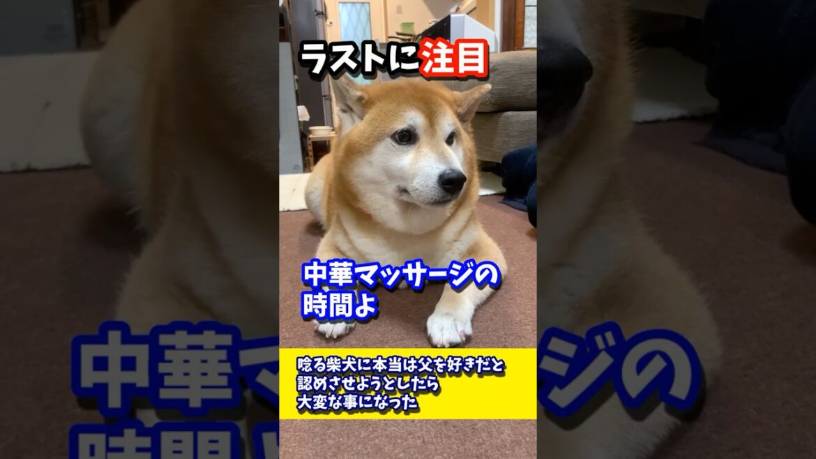 唸る柴犬に本当は父を好きだと認めさせようとしたら大変な事になった#shibadog #柴犬 #sibainu #犬のいる生活 #shorts 唸る柴犬に本当は父を好きだと認めさせようとしたら大変な事になった#shibadog #柴犬 #sibainu #犬のいる生活 #shorts