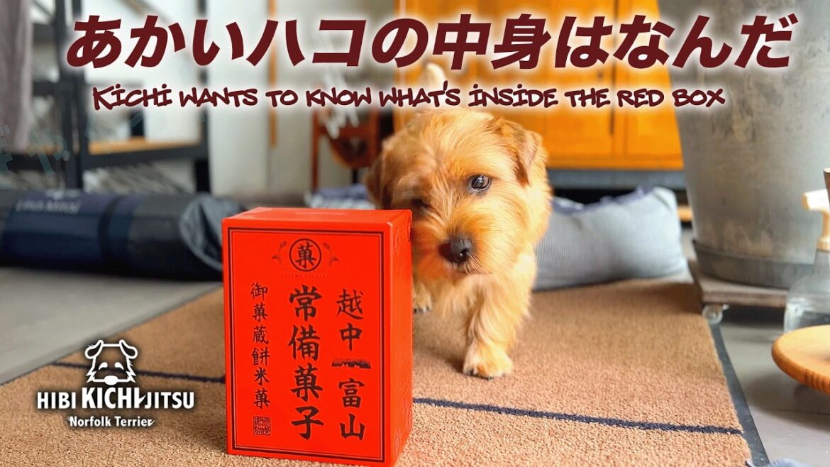 愛犬キチと越中富山の常備菓子【ノーフォークテリア  norfolkterrier  kichi terrier dog  】