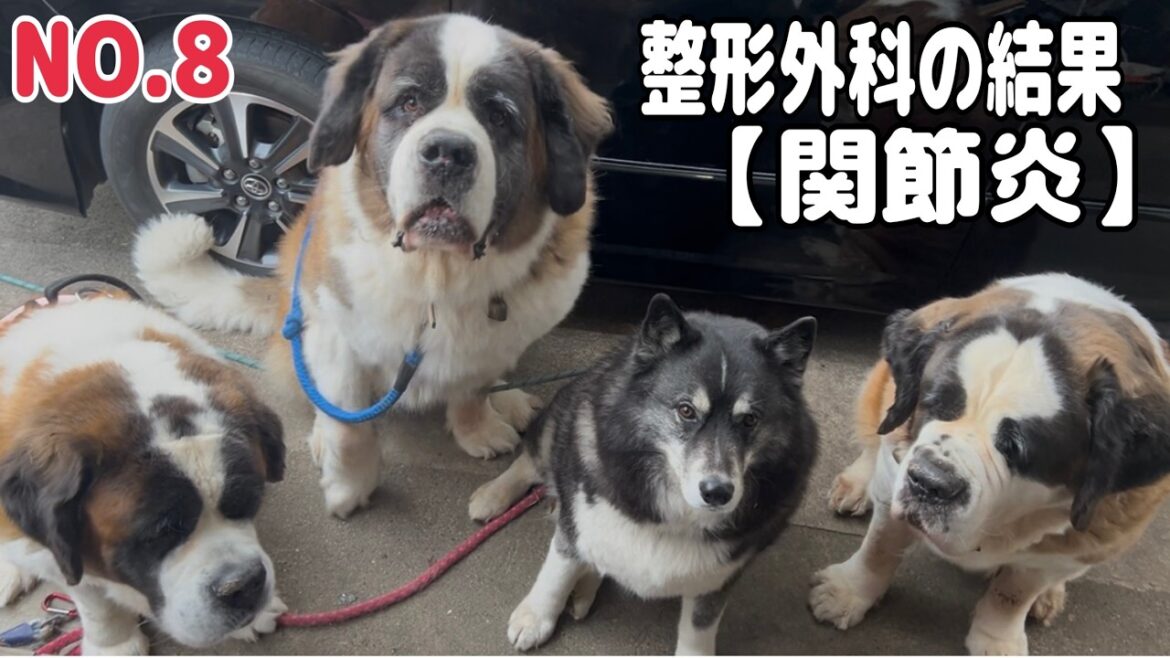 【関節炎】セントバーナードももちゃんが歩き方に不具合があったので、整形外科の病院へ行ったら関節炎と診断されました NO 8 【関節炎】セントバーナードももちゃんが歩き方に不具合があったので、整形外科の病院へ行ったら関節炎と診断されました NO 8