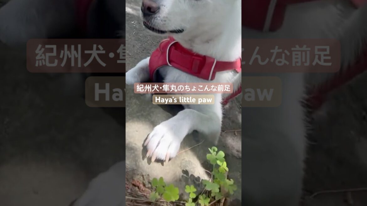 紀州犬・隼丸の前足が可愛かった日｜Haya's little paw