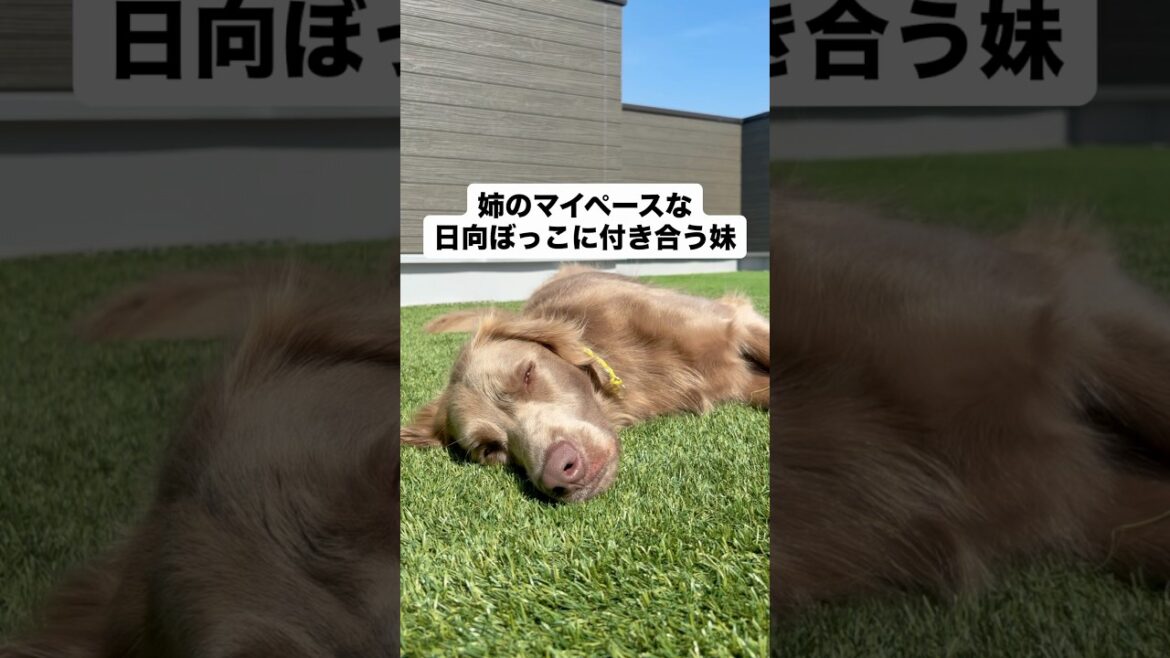 姉の日向ぼっこに渋々付き合う妹#大型犬 #犬のいる暮らし #ワイマラナー#ワイマラナーロングヘアード #dog#wiemaraner #shorts #日向ぼっこ #ルルちゃんのルンルンちゃんねる