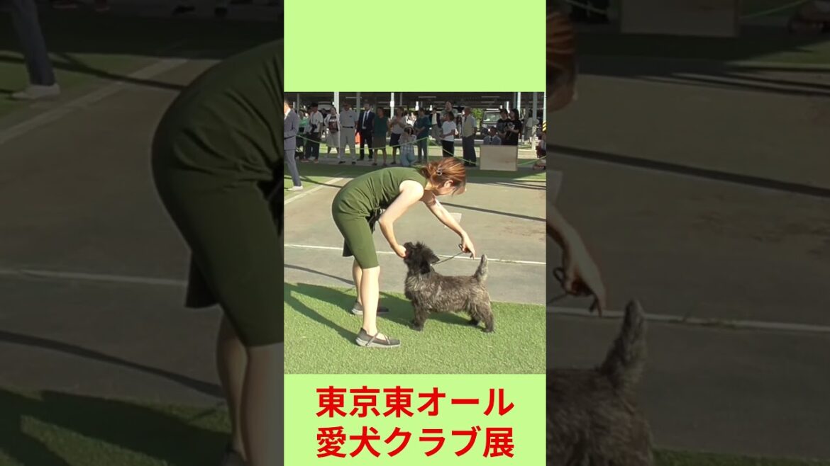 テリアグループ優勝#ケアーン・テリア