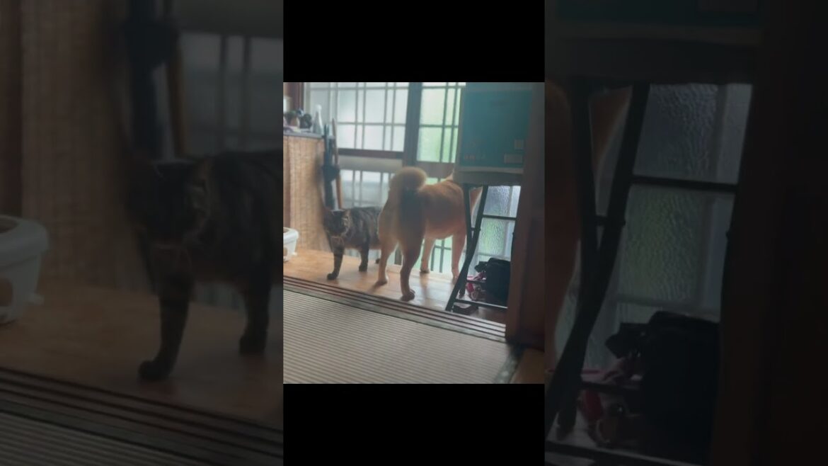 パパを不審者と勘違いして追い払おうとする柴犬 Momo Mistook Papa for an Intruder! #柴犬