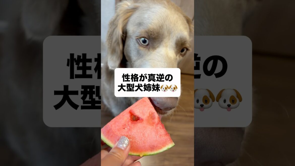 スイカの食べ方が真逆すぎる姉妹#大型犬 #犬のいる暮らし #ワイマラナー#ワイマラナーロングヘアード #dog#wiemaraner #shorts #スイカ #ルルちゃんのルンルンちゃんねる