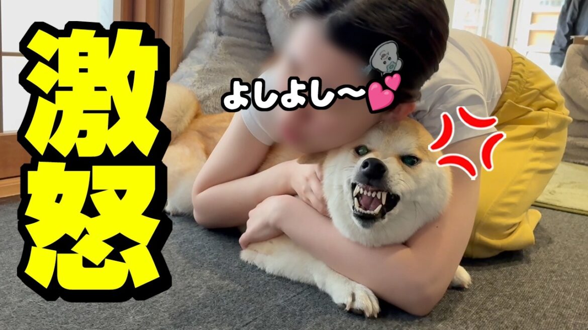 元気が無い柴犬を娘が慰めた結果…大変な事になりましたwww 元気が無い柴犬を娘が慰めた結果…大変な事になりましたwww
