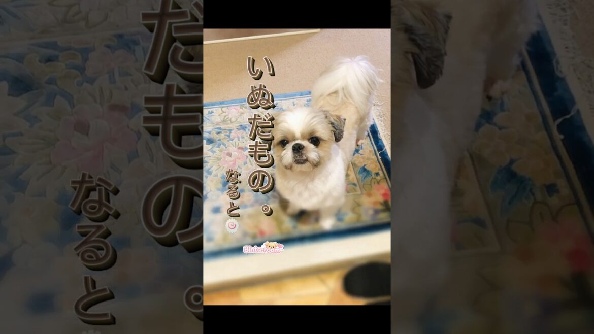 【シーズー】だっていぬだもの🐶👀 #shorts #dog #cute #シーズー #犬のいる生活 #犬動画 #可愛い #小型犬