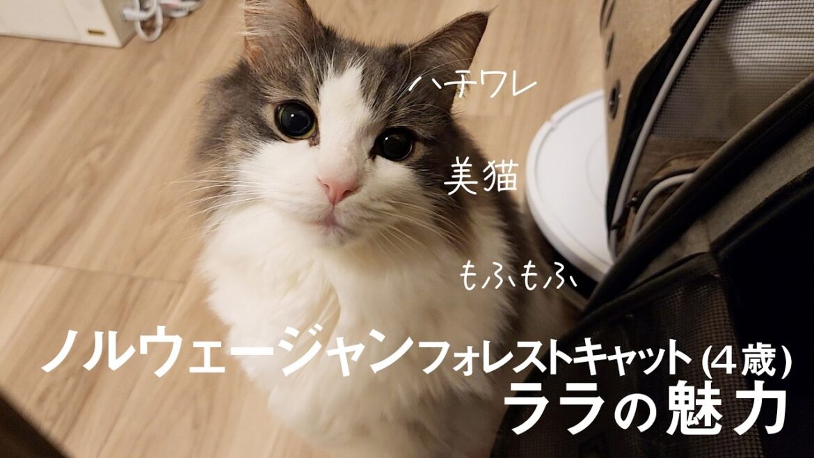 ノルウェージャンフォレストキャット４歳ララの性格をご紹介【かわいい賢い飼いやすい猫】