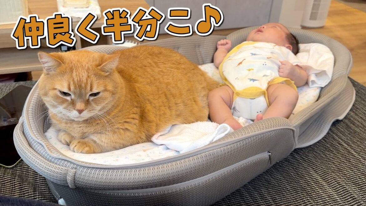 思わぬ形で初めて赤ちゃんと初めての添い寝する猫が可愛すぎる! 思わぬ形で初めて赤ちゃんと初めての添い寝する猫が可愛すぎる!