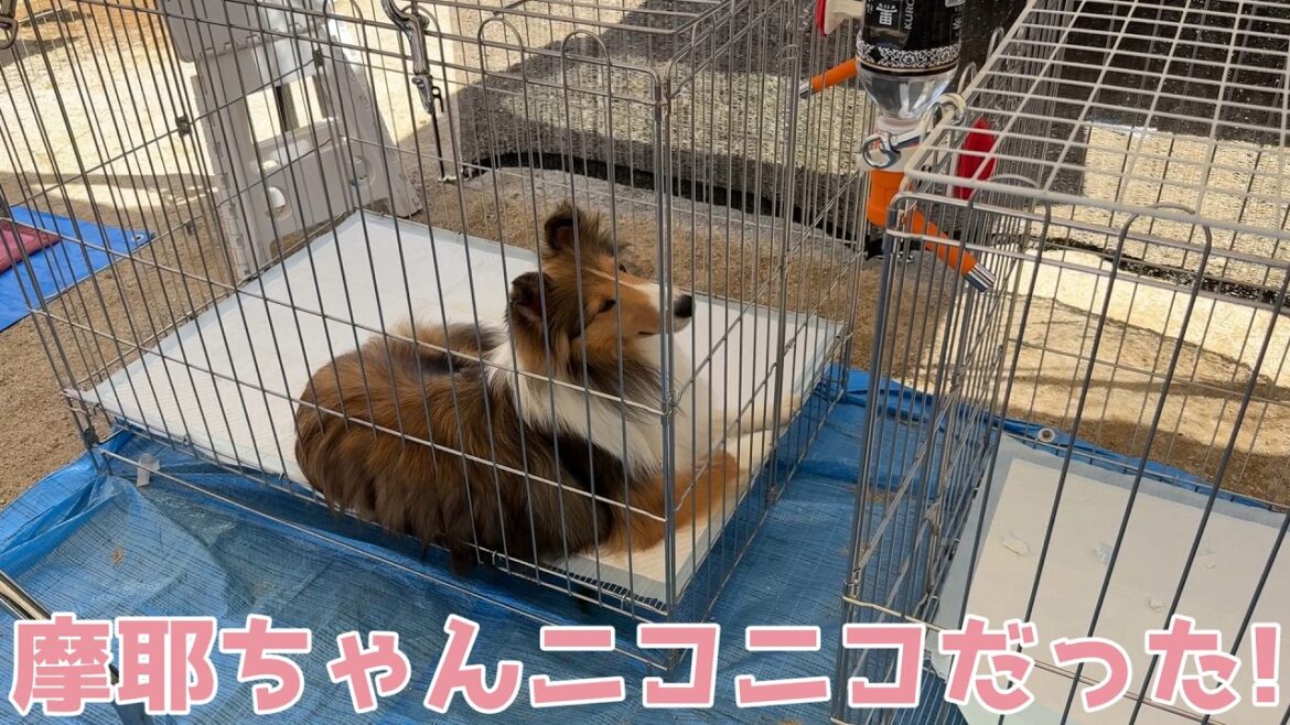 【シェルティ】摩耶ちゃんニコニコだった✨【頑張ったね】