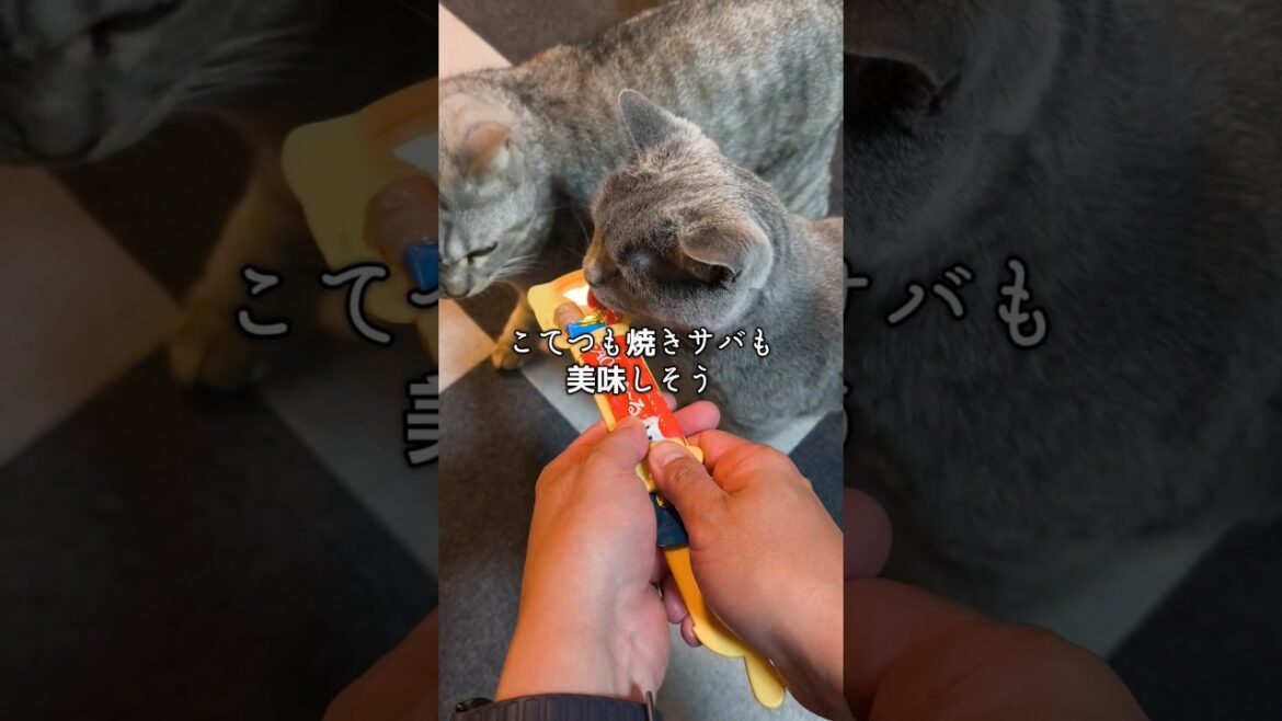 ちゅーる専用スプーンを使ってみた