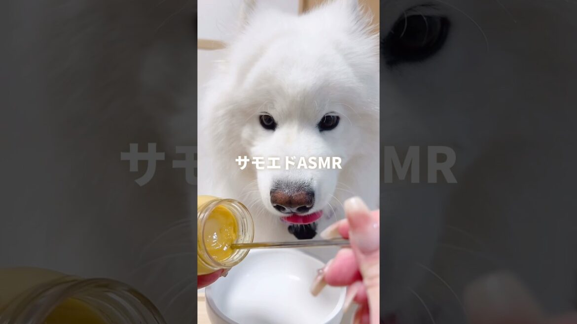 サモエドのASMRが癒し過ぎた(プリン) #サモエド #癒し #samoyed