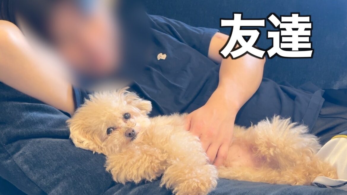 友達が遊びに来るとすぐにこうなる笑 友達が遊びに来るとすぐにこうなる笑