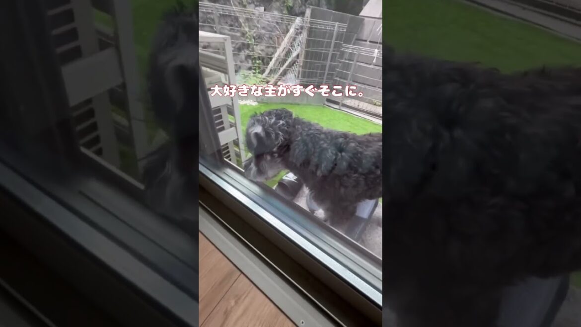 【悲報】愛犬を庭に閉め出した結果…切なすぎるアピールがこちらです笑 #shorts #ミニチュアシュナウザー