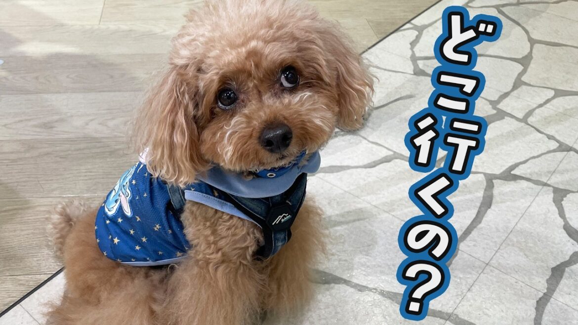 【トイプードルのテト】海辺の散歩コースのペットショップ。スタッフさんが全員人事異動⁉︎ 【トイプードルのテト】海辺の散歩コースのペットショップ。スタッフさんが全員人事異動⁉︎
