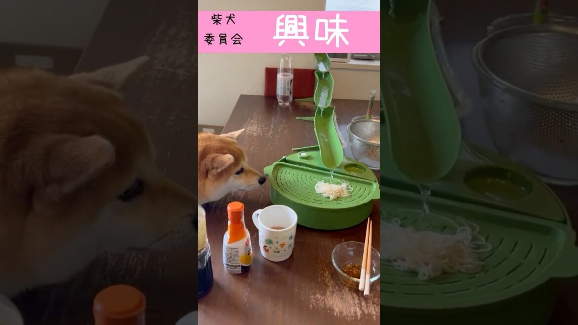流しそうめんを見た柴犬は【興味あり・なし】豆柴アオと柴犬委員会　Shiba Inu Lovers　 mameshiba AO & shiba inu committee #Shorts